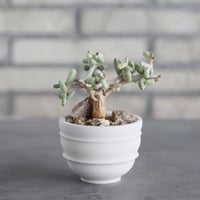 Ceraria pygmaea × takero pot (2.5号)  no.621/56