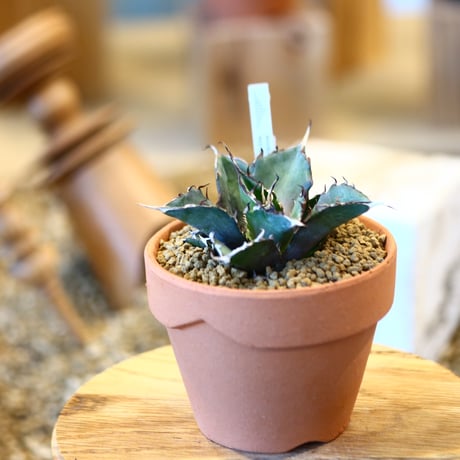 Agave titanota Hades × YAMABACHI    no.123166