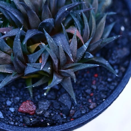 ハオルチア 大型パークシアーナ／Haworthia parksiana  no.21331