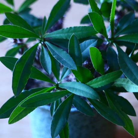 ユーフォルビア   花キリン  Euphorbia milii  no.70529