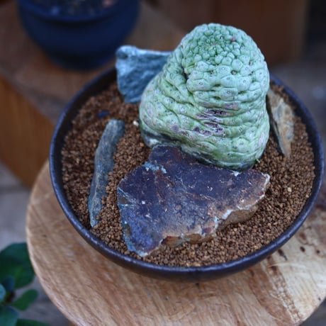 ラリレアキア カクティフォルメ  仏頭玉／Larryleachia cactiformis　no.112803
