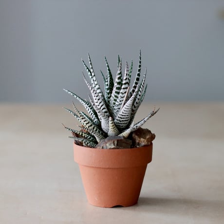 Haworthia〝Super Zebra″ シモフリ × YAMABACHI (3号)  no.104/14