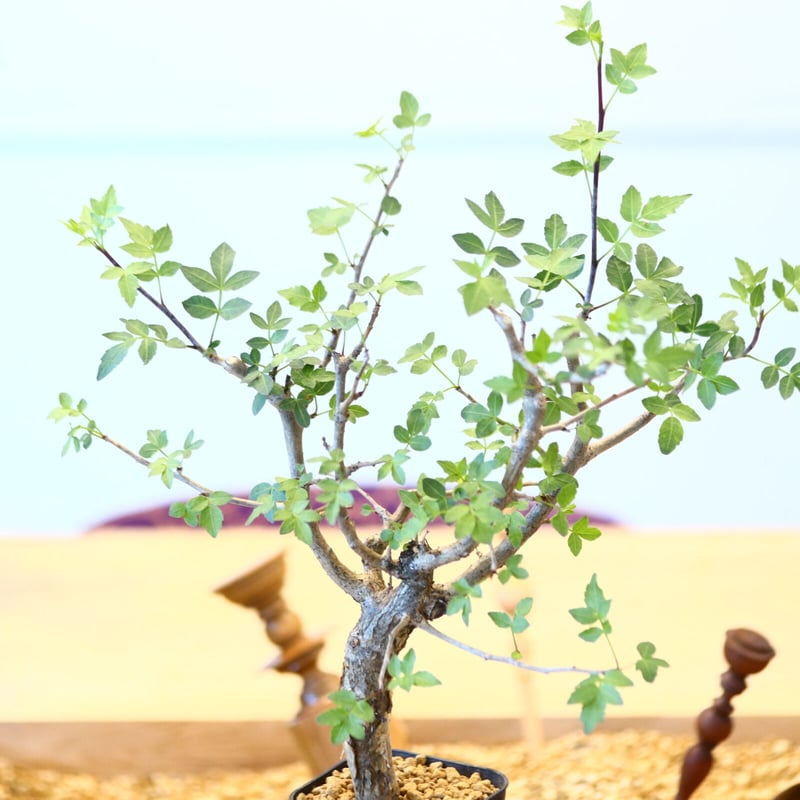 ブルセラ ファガロイデス / Bursera fagaroides no.62519 |