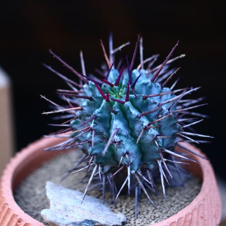 ユーフォルビア  ホリダ (赤棘タイプ)／Euphorbia  horrida     no.13019