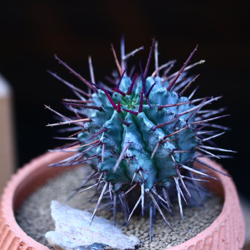 ユーフォルビア ホリダ (赤棘タイプ)／Euphorbia horrida no.