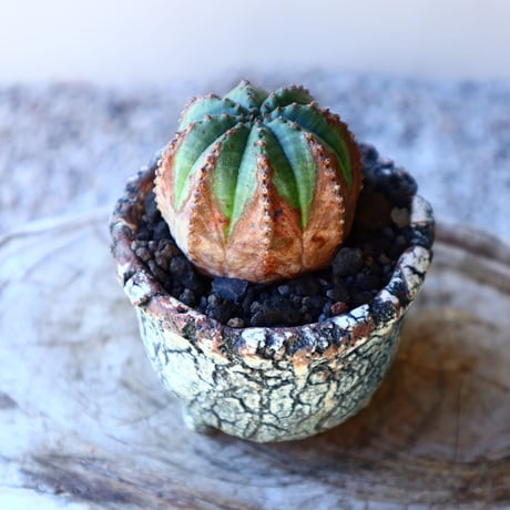 ユーフォルビア  オベサ  hyb．  Euphorbia obesa  hyb.　no.11205