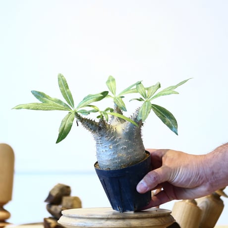 パキポディウム  グラキリス / Pachypodium  gracilius   no.52813