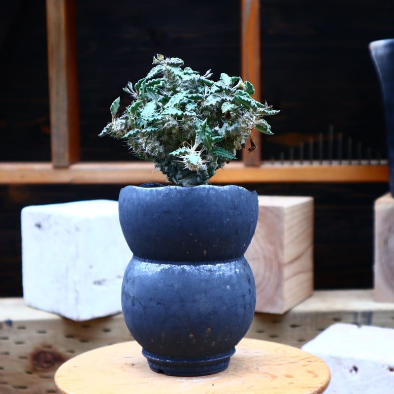 Ramat Planter #254× ユーフォルビア トゥレアレンシス Ramat Planter #254× ユーフォルビア トゥレアレンシス