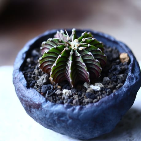 ギムノカリキウム   フィードリッフィーLB2178  Gymnocalycium friedrichii    no.71936
