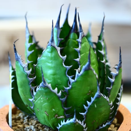Agave horrida × N/OH   no.107117