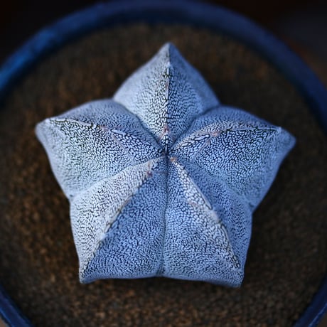 アストロフィツム  恩塚ランポー玉 ／Astrophytum myriostigma cv.　no.13037