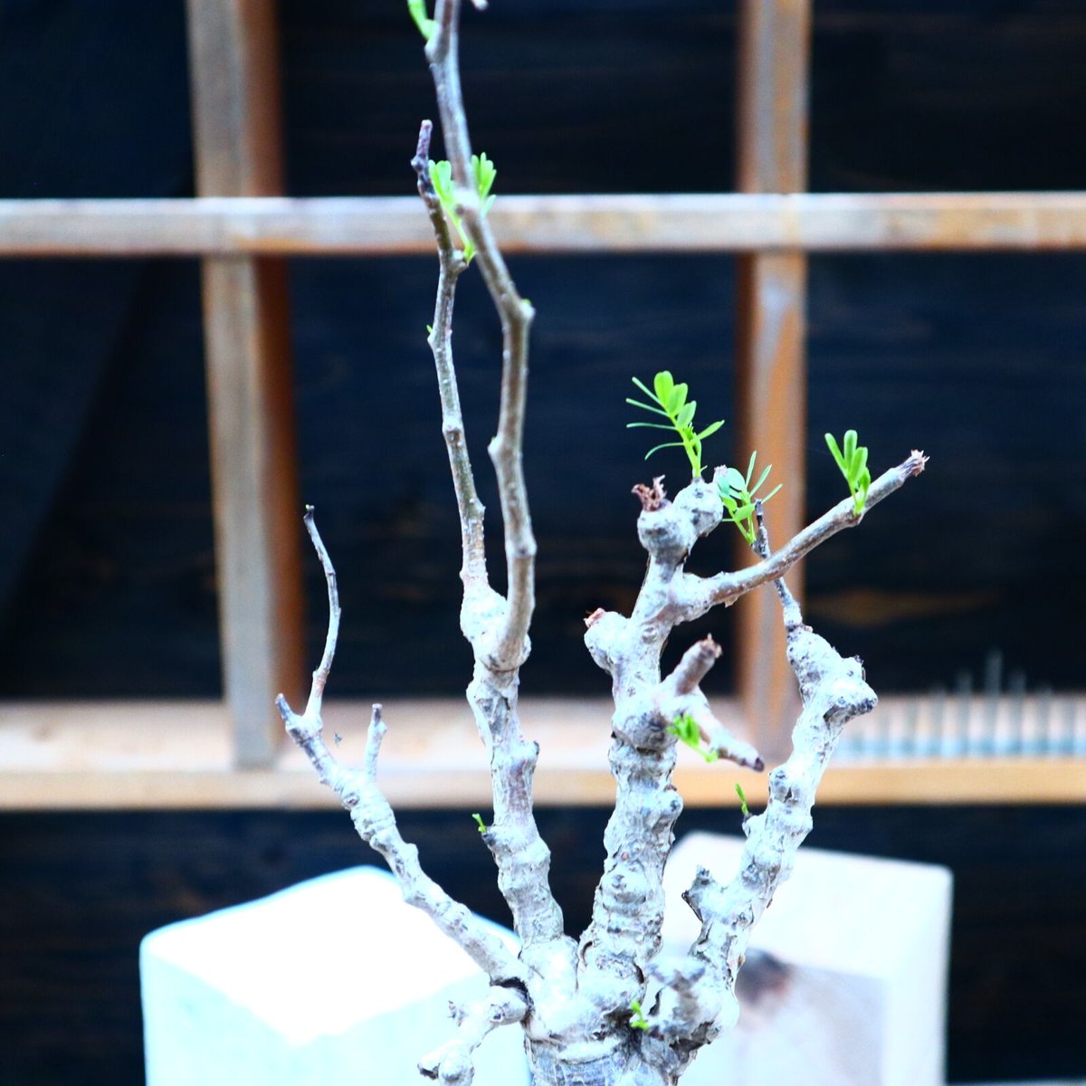 センナ メリディオナリス／Senna meridionalis no.72501 | 芽の巣山