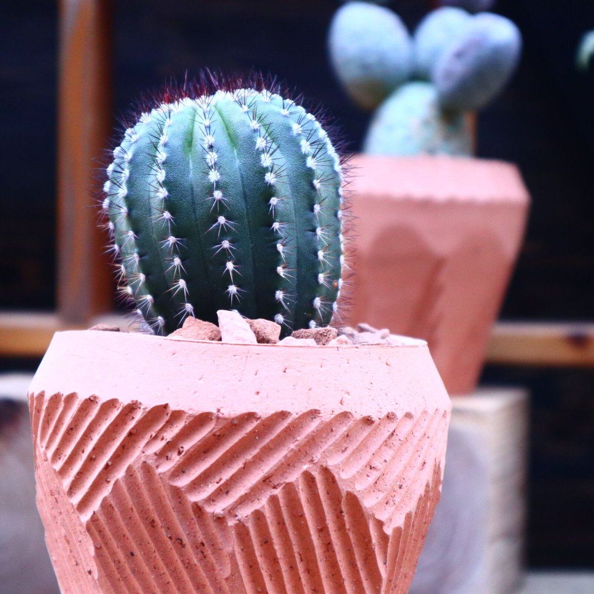 ユーベルマニア プセウドペクチニフェラ／ Uebelmannia