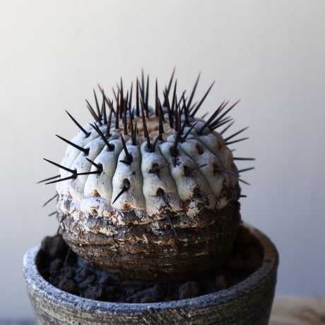 コピアポア 孤竜丸    Copiapoa cinerea var. columna-alba  no.40715