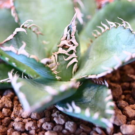 【9/9入荷未発根未活着ベアルート植込み】 Agave titanota "Filigree crested  no.91757