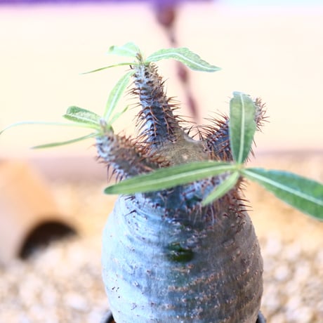 N/OH × Pachypodium  gracilius    no.61842