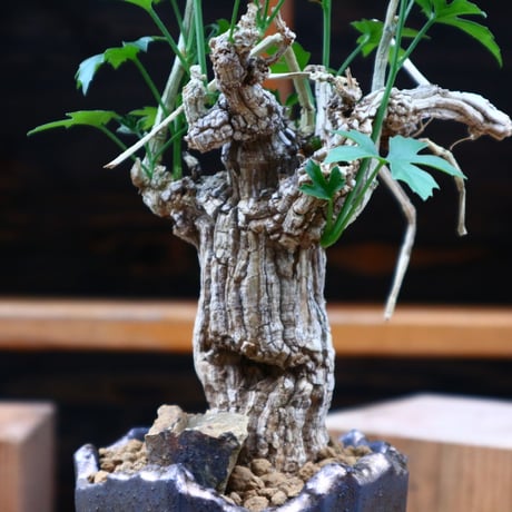 コラロカルプス    グロメルリフロルス ／ Corallocarpus glomeruliflorus    no.61932
