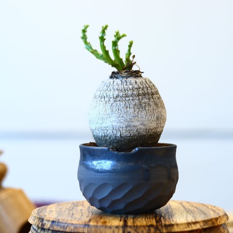 N/OH × Euphorbia decidua   no.61820