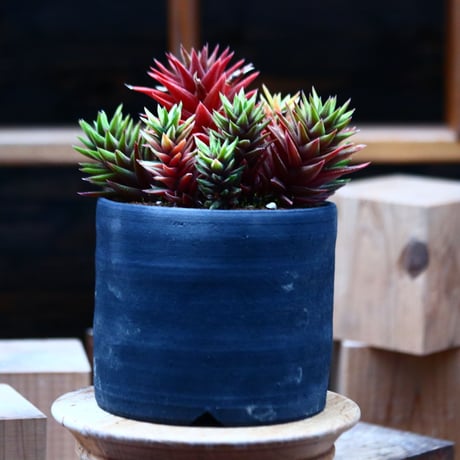 ハオルチア コテキニシキ／Haworthia hyb. KOTEKI NISHIKI   no.21347