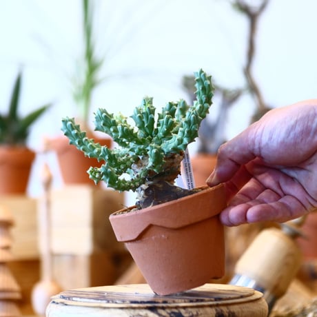 YAMABACHI × Euphorbia tuberculata   no.100146