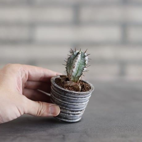 Euphorbia horrida × takero pot (2号)  no.823-29