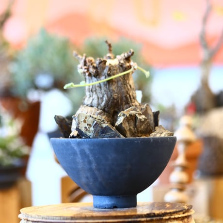 ペラルゴニウム ミラビレ 塊根植物 コーデックス たけろうポッド