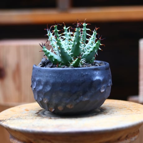 アロエ エリナケア／Aloe melanacantha ssp. var. erinacea  no.72429