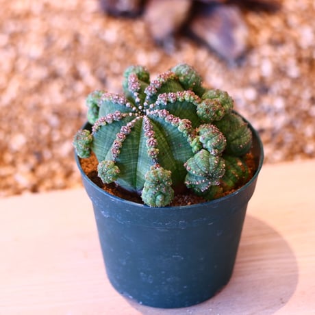 ユーフォルビア  仔吹きシンメトリカ / Euphorbia  symmetrica   no.50705