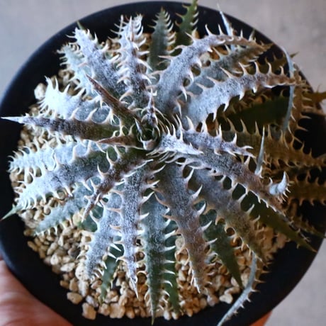 Dyckia delica F1(self)  タイsueb氏ハイブリッド     013
