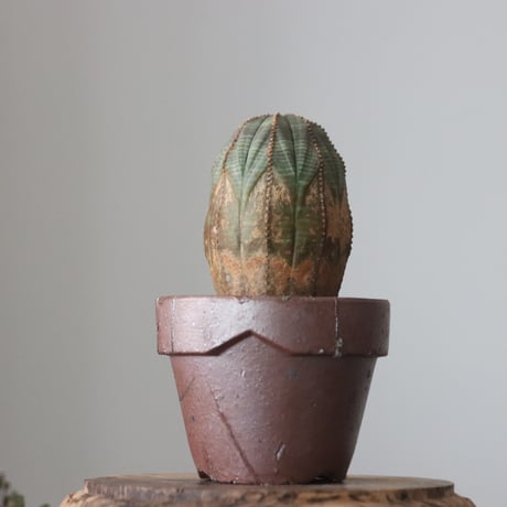 Euphorbia obesa  × YAMABACHI var. 六本芽  no.61609