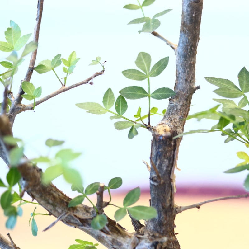【あわ】ブルセラ・ファガロイデス（Bursera fagaroides） ブルセラの種 ファガロイデス Bursera fagaroides : seed stock