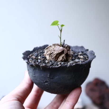 ディオスコレア   亀甲竜    Dioscorea elephantipe     no.91517