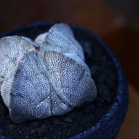 アストロフィツム  恩塚ランポー玉 ／Astrophytum myriostigma cv.　no.13039