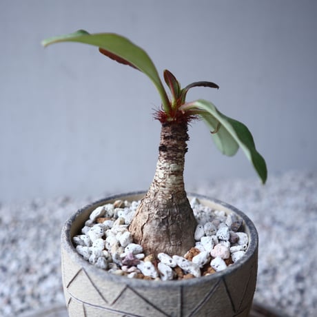 ユーフォルビア   ラメナ    Euphorbia ramena   no.122213