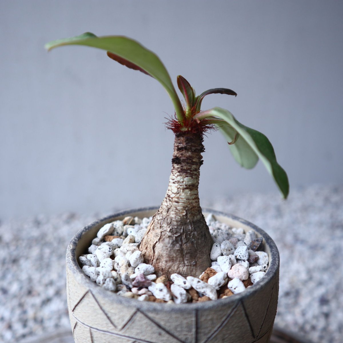 ユーフォルビア ラメナ Euphorbia ramena no.122213 |