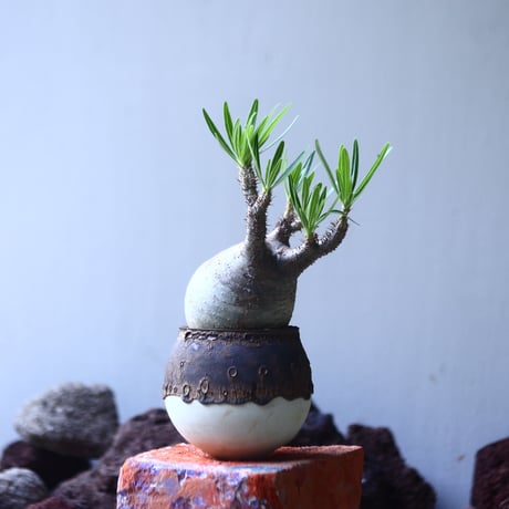 パキポディウム グラキリス   Pachypodium rosulatum var. gracilius no.53107