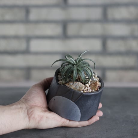 Dyckia rariflore (It’s most likely a D.remotiflora) × N/OH (3.5号鉢)  no.510/37