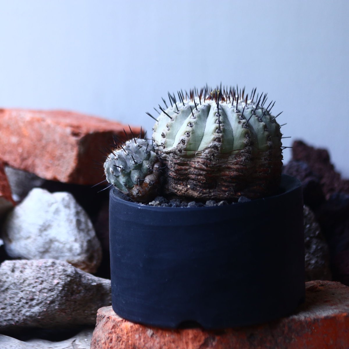 コピアポア 黒王丸 Copiapoa cinerea no.42677 | 芽の巣山