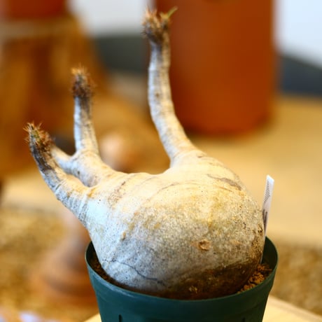 'ハルコイ´セット (N/OH × Pachypodium gracilius)  no.30328