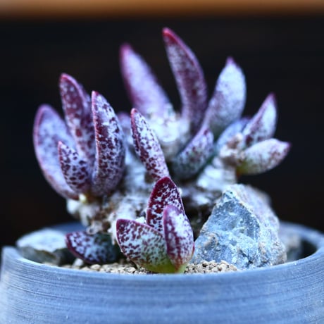 アドロミスクス トリギナス〝パープルスポット″／Adromischus trigynus  no.13068