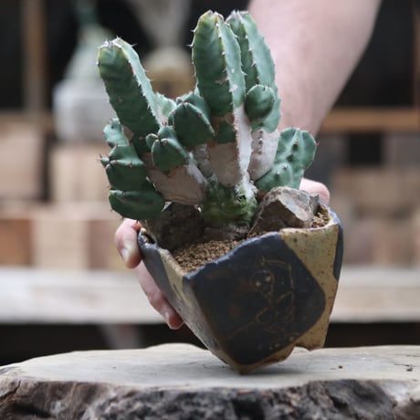 ユーフォルビア レシニフェラ 白角キリン／Euphorbia resinifera    no.1002/21