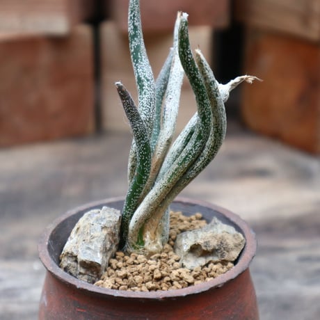 アストロフィツム カプト メデューサ (台付き)／Astrophytum caputmedusae   no.91828