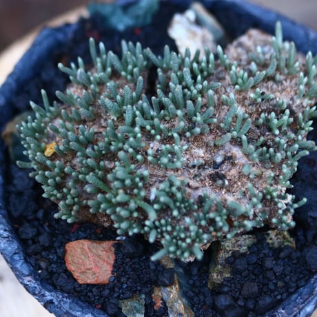 アボニア   クイナリア   アルストニー  赤花／Avonia quinaria ssp. alstonii    no.120514