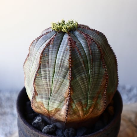 ユーフォルビア  オベサ ♀    Euphorbia obesa   no.40717
