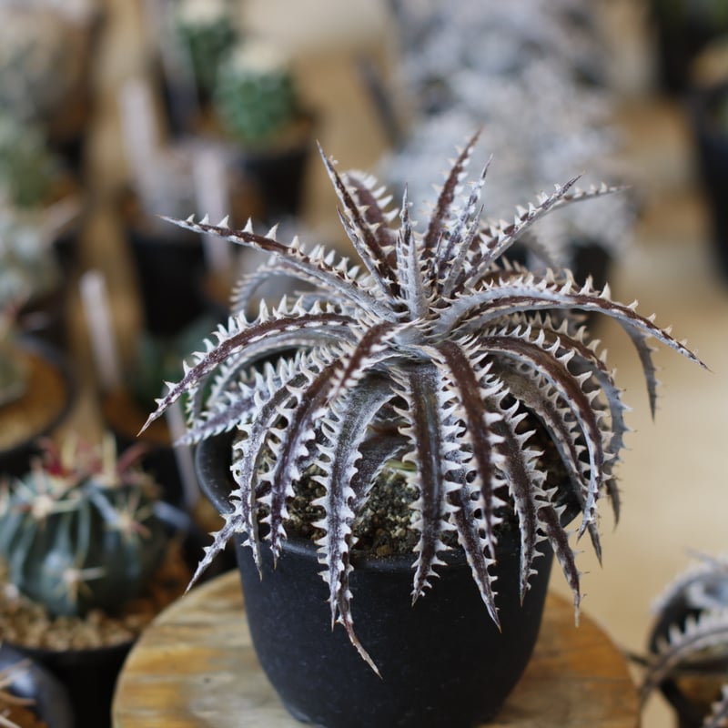 Dyckia (Heaven & Hell x macedoi)F2 (4号鉢) no.1