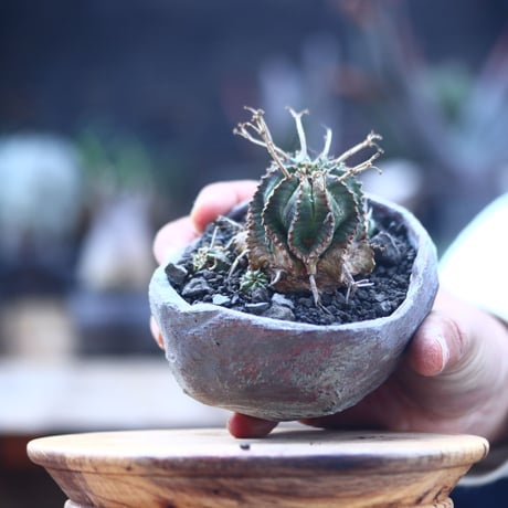 ユーフォルビア  バリダ     Euphorbia valida    no.22835