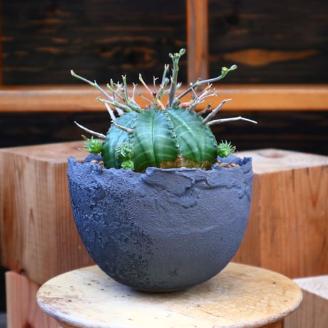 ユーフォルビア  バリダ♂／Euphorbia valida    no.60553