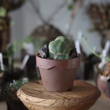 Opuntia zebrina f. reticulata (亀甲団扇) × YAMABACHI var.六本芽   no.1201-41