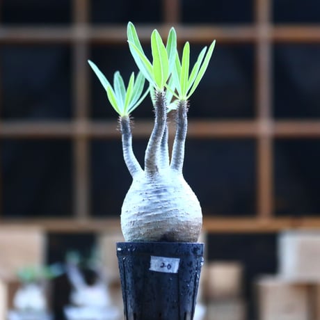パキポディウム  グラキリス ／Pachypodium  gracilius     no.101720