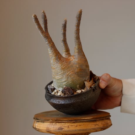 Pachypodium gracilius × takero pot (3.5号)  no.118/28